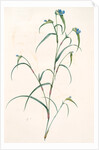 Commelina dianthifolia, Comméline à feuilles d'œillet, Birdbill Dayflower by Pierre Joseph Redouté