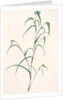 Commelina dianthifolia, Comméline à feuilles d'œillet, Birdbill Dayflower by Pierre Joseph Redouté