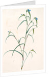 Commelina dianthifolia, Comméline à feuilles d'œillet, Birdbill Dayflower by Pierre Joseph Redouté