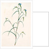 Commelina dianthifolia, Comméline à feuilles d'œillet, Birdbill Dayflower by Pierre Joseph Redouté