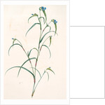 Commelina dianthifolia, Comméline à feuilles d'œillet, Birdbill Dayflower by Pierre Joseph Redouté