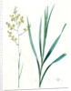 Zigadenus glaberrimus, Zigadene lisse, Sandbog deathcamas by Pierre Joseph Redouté