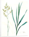 Zigadenus glaberrimus, Zigadene lisse, Sandbog deathcamas by Pierre Joseph Redouté