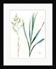 Zigadenus glaberrimus, Zigadene lisse, Sandbog deathcamas by Pierre Joseph Redouté