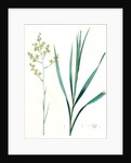 Zigadenus glaberrimus, Zigadene lisse, Sandbog deathcamas by Pierre Joseph Redouté