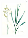 Zigadenus glaberrimus, Zigadene lisse, Sandbog deathcamas by Pierre Joseph Redouté