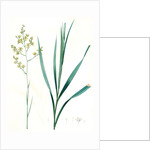 Zigadenus glaberrimus, Zigadene lisse, Sandbog deathcamas by Pierre Joseph Redouté