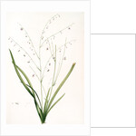 Phalangium pendulum, Arthropodium paniculatum; Phalangére à fleurs pendantes by Pierre Joseph Redouté