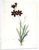 Ixia grandiflora, Ixia à grande fleur by Pierre Joseph Redouté