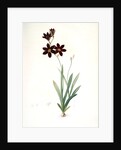 Ixia grandiflora, Ixia à grande fleur by Pierre Joseph Redouté