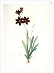 Ixia grandiflora, Ixia à grande fleur by Pierre Joseph Redouté