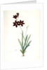 Ixia grandiflora, Ixia à grande fleur by Pierre Joseph Redouté
