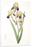 Iris squalens, Iris sale, Brown-flowered Iris by Pierre Joseph Redouté
