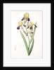 Iris squalens, Iris sale, Brown-flowered Iris by Pierre Joseph Redouté