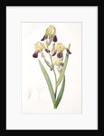 Iris squalens, Iris sale, Brown-flowered Iris by Pierre Joseph Redouté