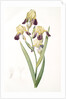 Iris squalens, Iris sale, Brown-flowered Iris by Pierre Joseph Redouté