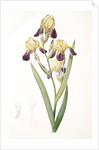 Iris squalens, Iris sale, Brown-flowered Iris by Pierre Joseph Redouté