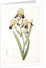 Iris squalens, Iris sale, Brown-flowered Iris by Pierre Joseph Redouté