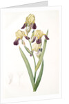 Iris squalens, Iris sale, Brown-flowered Iris by Pierre Joseph Redouté