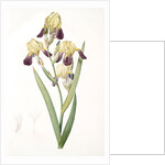 Iris squalens, Iris sale, Brown-flowered Iris by Pierre Joseph Redouté