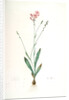 Gladiolus junceus, Lapeyrousia juncea; Glaïeul jonc by Pierre Joseph Redouté