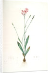 Gladiolus junceus, Lapeyrousia juncea; Glaïeul jonc by Pierre Joseph Redouté