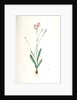 Gladiolus junceus, Lapeyrousia juncea; Glaïeul jonc by Pierre Joseph Redouté