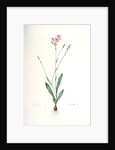 Gladiolus junceus, Lapeyrousia juncea; Glaïeul jonc by Pierre Joseph Redouté