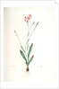 Gladiolus junceus, Lapeyrousia juncea; Glaïeul jonc by Pierre Joseph Redouté
