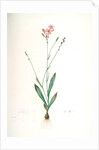 Gladiolus junceus, Lapeyrousia juncea; Glaïeul jonc by Pierre Joseph Redouté