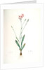 Gladiolus junceus, Lapeyrousia juncea; Glaïeul jonc by Pierre Joseph Redouté