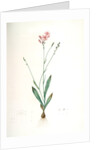 Gladiolus junceus, Lapeyrousia juncea; Glaïeul jonc by Pierre Joseph Redouté