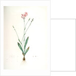 Gladiolus junceus, Lapeyrousia juncea; Glaïeul jonc by Pierre Joseph Redouté
