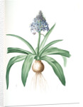 Scilla peruviana, Scille de Pérou; Cuban Lily or Peruvian Jacinth by Pierre Joseph Redouté