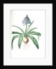 Scilla peruviana, Scille de Pérou; Cuban Lily or Peruvian Jacinth by Pierre Joseph Redouté