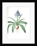 Scilla peruviana, Scille de Pérou; Cuban Lily or Peruvian Jacinth by Pierre Joseph Redouté