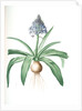 Scilla peruviana, Scille de Pérou; Cuban Lily or Peruvian Jacinth by Pierre Joseph Redouté