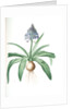 Scilla peruviana, Scille de Pérou; Cuban Lily or Peruvian Jacinth by Pierre Joseph Redouté