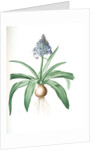 Scilla peruviana, Scille de Pérou; Cuban Lily or Peruvian Jacinth by Pierre Joseph Redouté