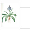 Scilla peruviana, Scille de Pérou; Cuban Lily or Peruvian Jacinth by Pierre Joseph Redouté