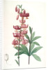 Lilium martagon, Lis martagon; Turk's Cap Lily or Martagon Lily by Pierre Joseph Redouté