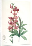 Lilium martagon, Lis martagon; Turk's Cap Lily or Martagon Lily by Pierre Joseph Redouté