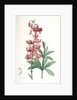 Lilium martagon, Lis martagon; Turk's Cap Lily or Martagon Lily by Pierre Joseph Redouté