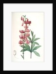 Lilium martagon, Lis martagon; Turk's Cap Lily or Martagon Lily by Pierre Joseph Redouté