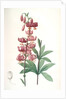Lilium martagon, Lis martagon; Turk's Cap Lily or Martagon Lily by Pierre Joseph Redouté