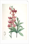 Lilium martagon, Lis martagon; Turk's Cap Lily or Martagon Lily by Pierre Joseph Redouté