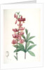 Lilium martagon, Lis martagon; Turk's Cap Lily or Martagon Lily by Pierre Joseph Redouté