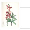 Lilium martagon, Lis martagon; Turk's Cap Lily or Martagon Lily by Pierre Joseph Redouté