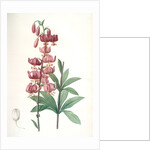 Lilium martagon, Lis martagon; Turk's Cap Lily or Martagon Lily by Pierre Joseph Redouté