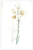 Lilium candidum, Lis blanc; Maddona lily by Pierre Joseph Redouté